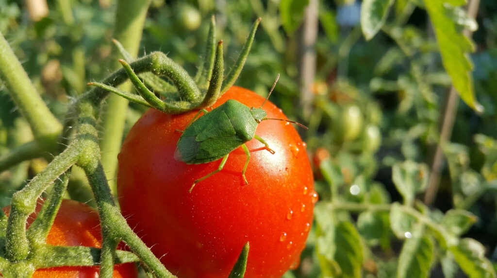 Gros plan d'une punaise verte (Nezara viridula) posée sur une tomate rouge avec des gouttelettes d'eau, dans un jardin.