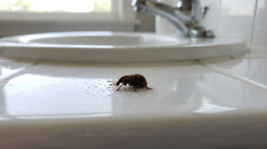 Un petit charançon marron se déplace sur un comptoir de salle de bain blanc et humide près d'un lavabo.